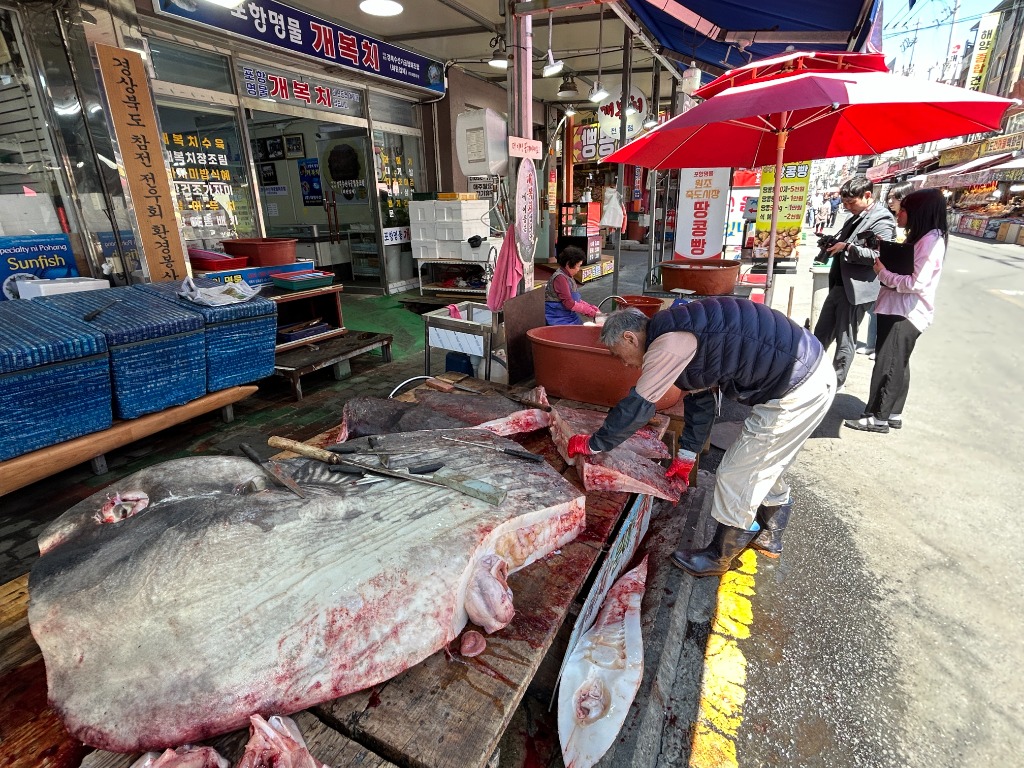 태영수산 개복치 작업